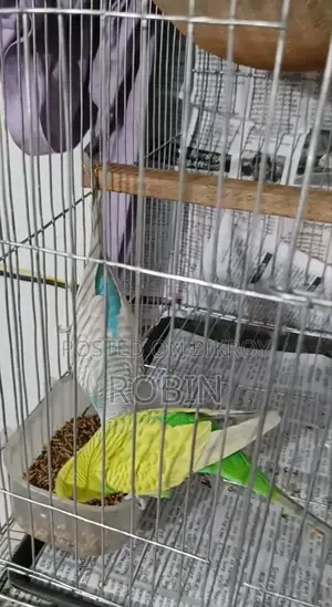Budgerigar bird for sale