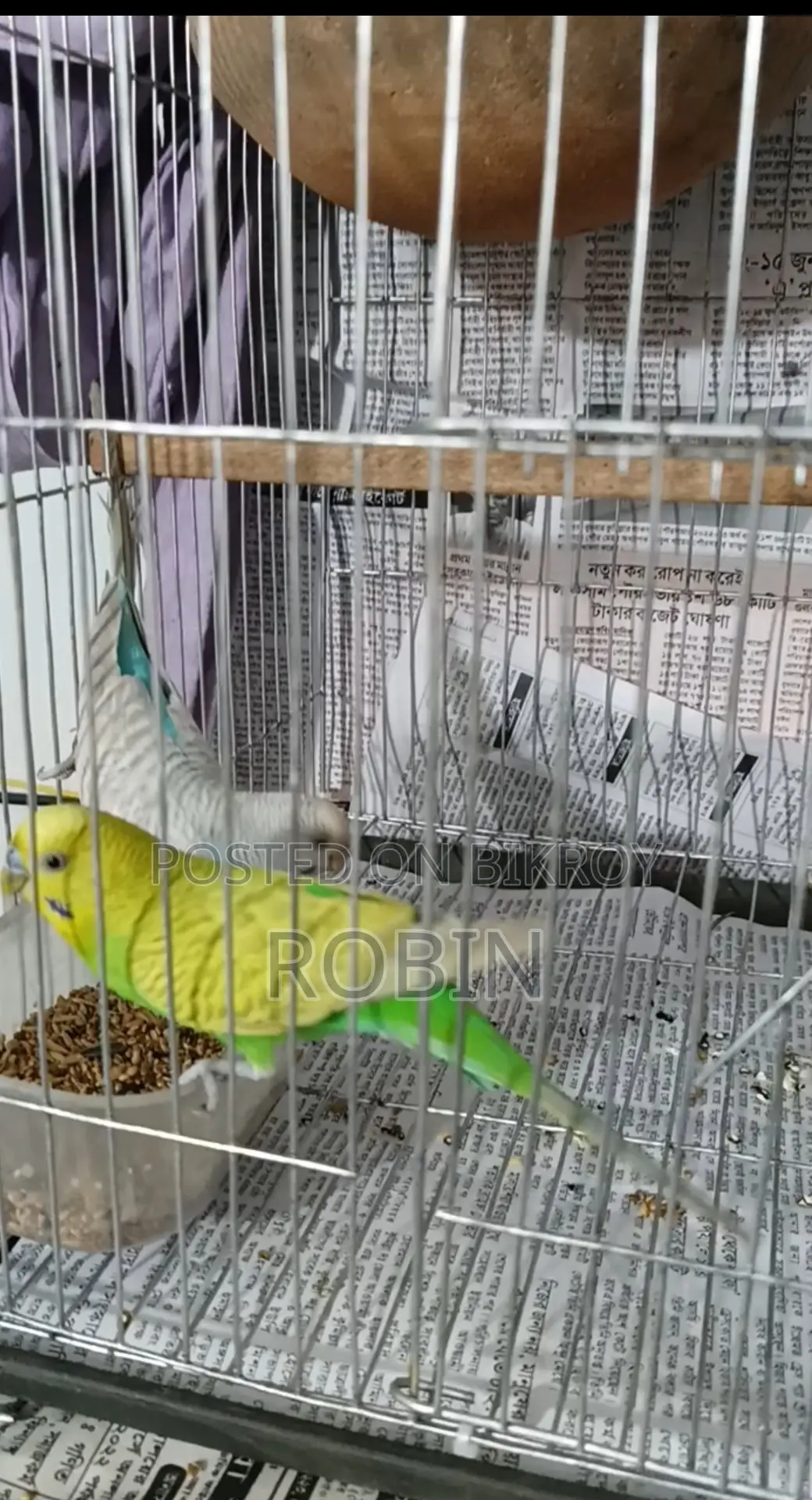 Budgerigar bird for sale