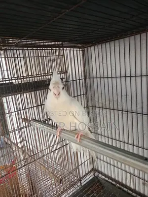 ককাটেল
