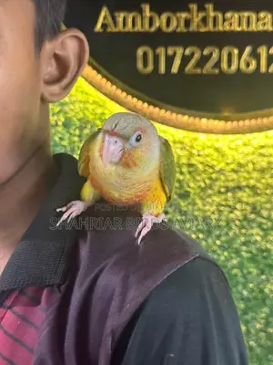 Fully Tame Pineapple Conure / Conure Bird