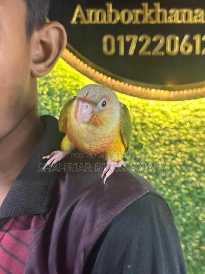 Fully Tame Pineapple Conure / Conure Bird