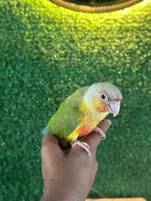 Fully Tame Pineapple Conure / Conure Bird