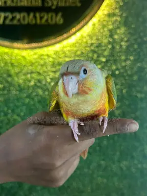 Fully Tame Pineapple Conure / Conure Bird