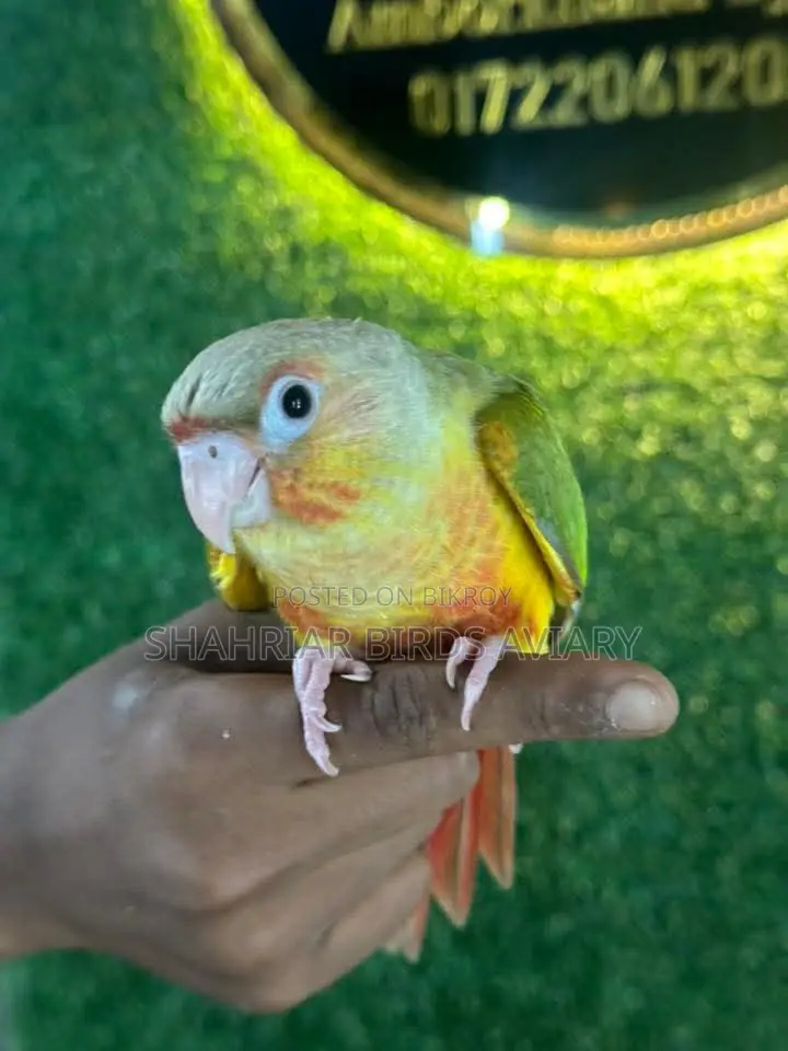 Fully Tame Pineapple Conure / Conure Bird