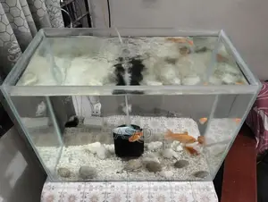 Crystal Glass Aquarium