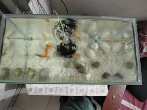 ক্রিস্টাল গ্লাস একুরিয়াম