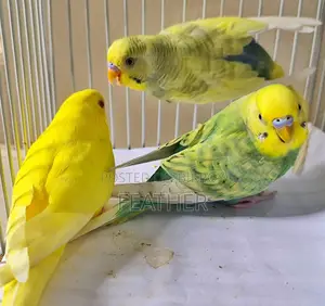 Male Running and Adult Budgie