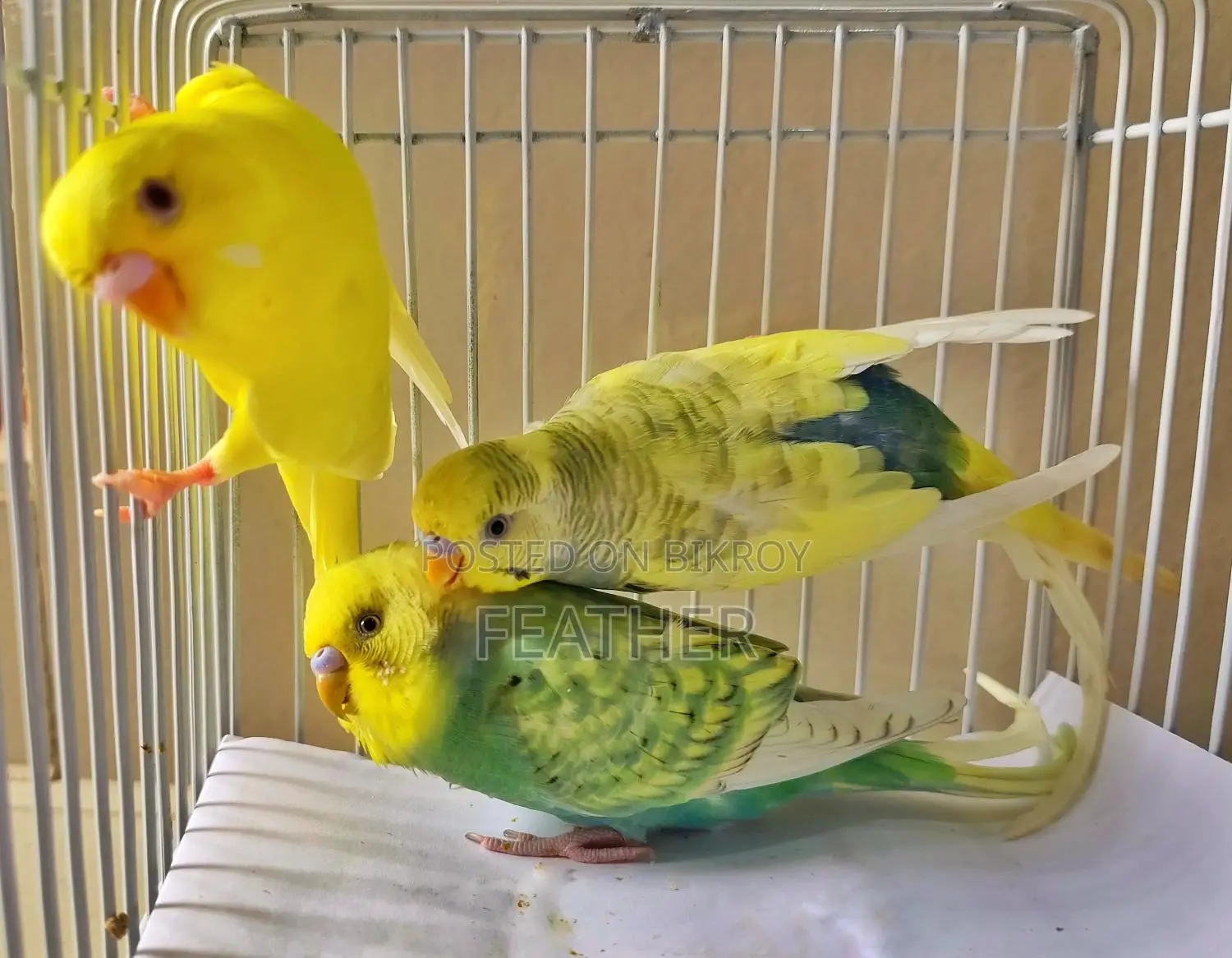 Male Running and Adult Budgie