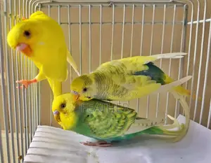 Male Running and Adult Budgie