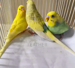 Male Running and Adult Budgie