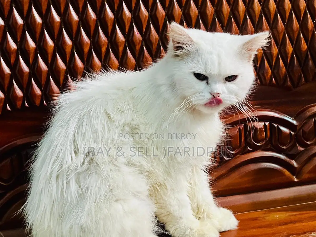 Cat for Sale