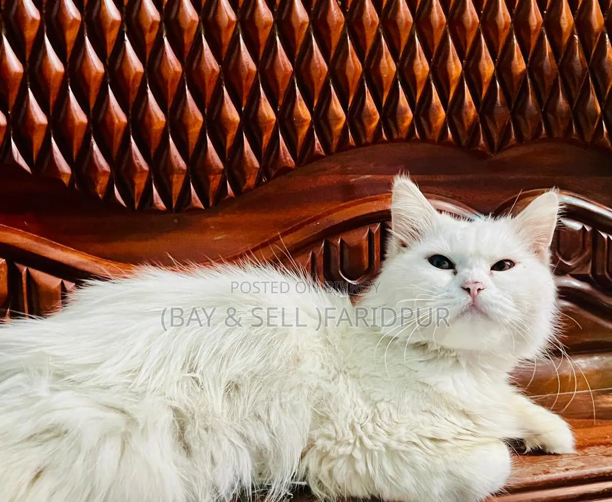 Cat for Sale