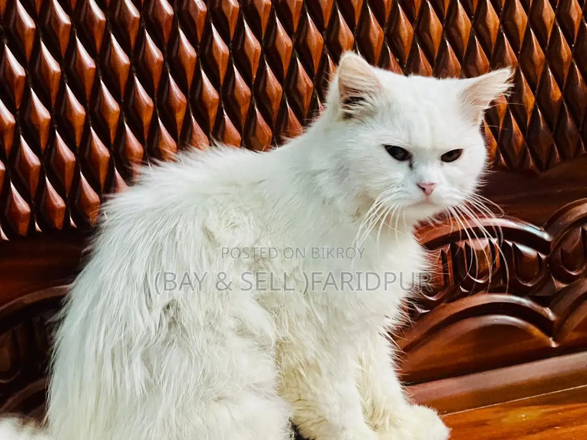 Cat for Sale