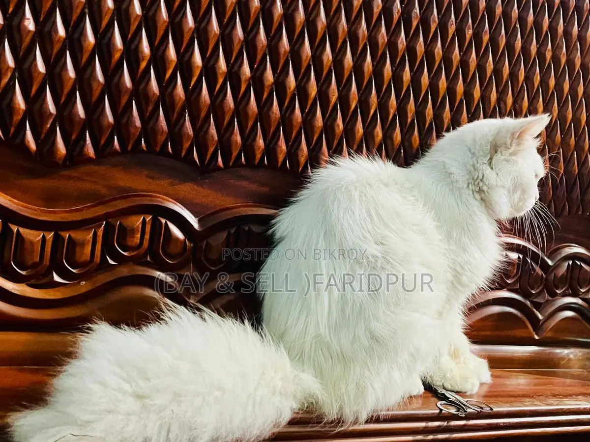 Cat for Sale