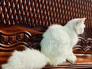 Cat for Sale