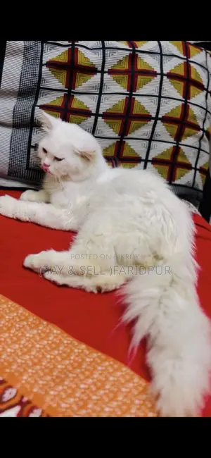 Cat for Sale