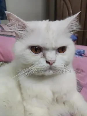 Persian (Pure + Premium) Cat