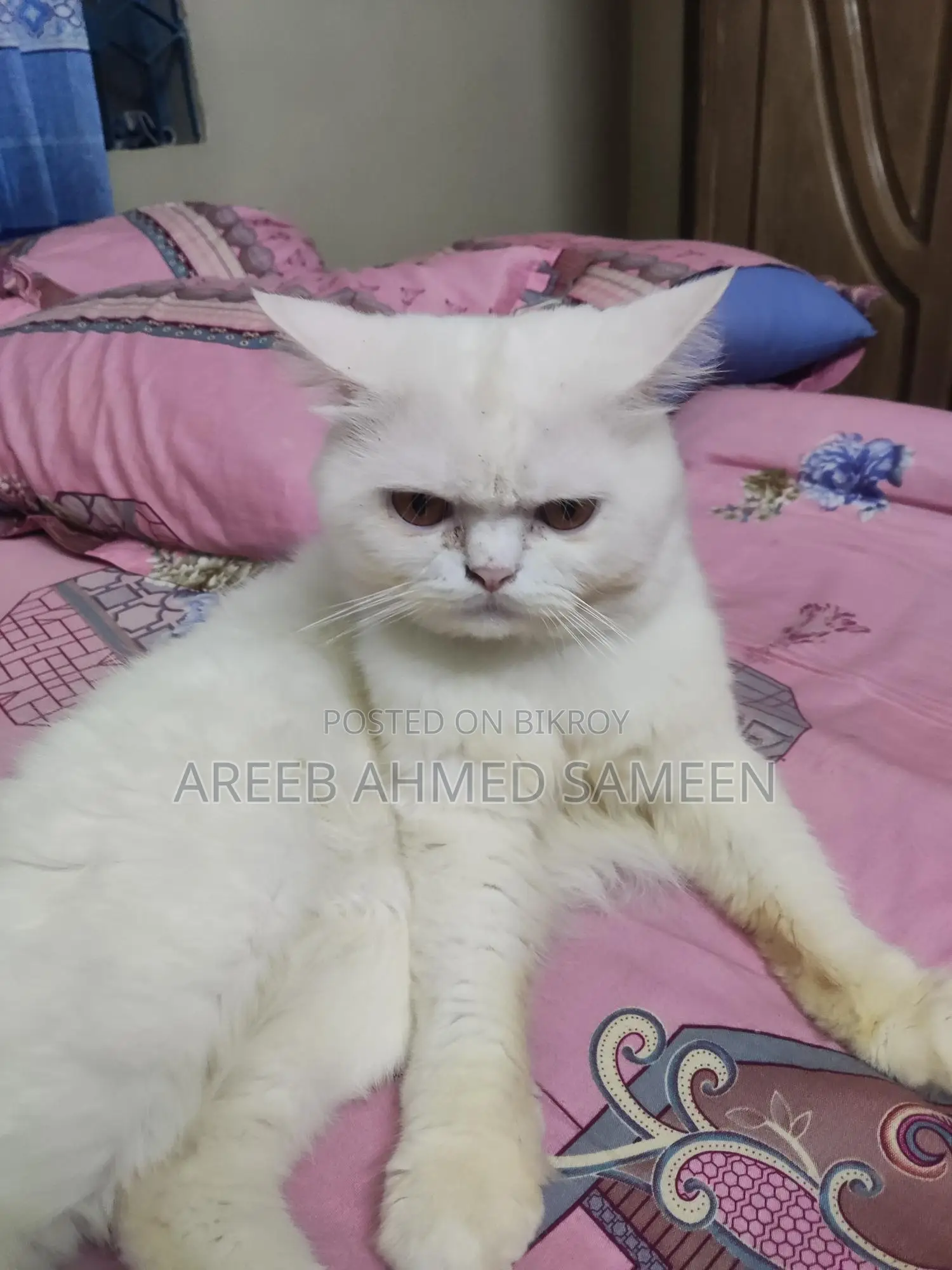 Persian (Pure + Premium) Cat