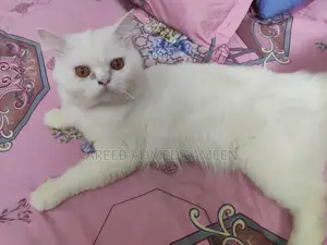 Persian (Pure + Premium) Cat