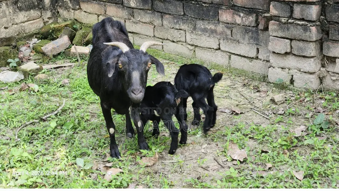 Goat with kids for sale