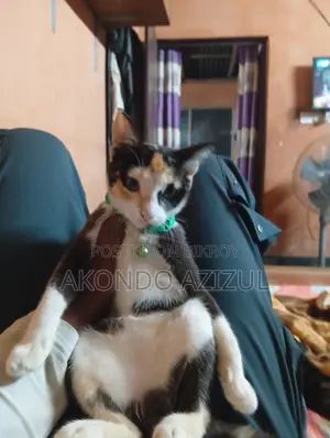 My Cat