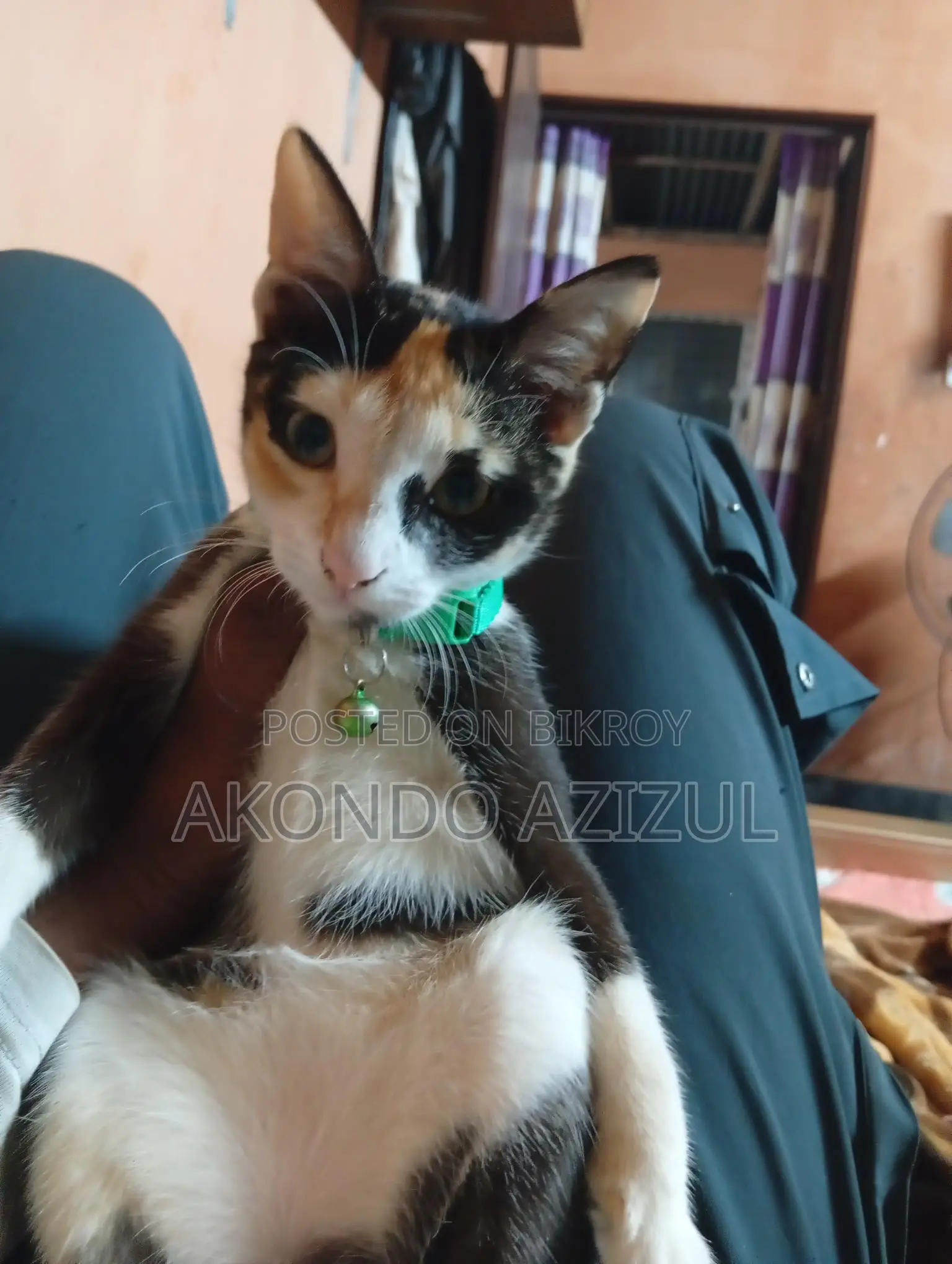 My Cat