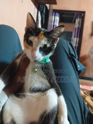 My Cat