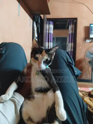 My Cat