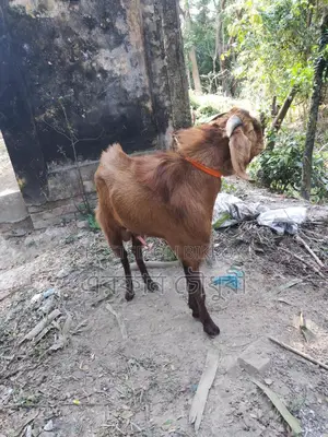 পাঠা ছাগল বিক্রি করা হবে