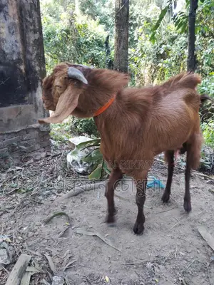 পাঠা ছাগল বিক্রি করা হবে