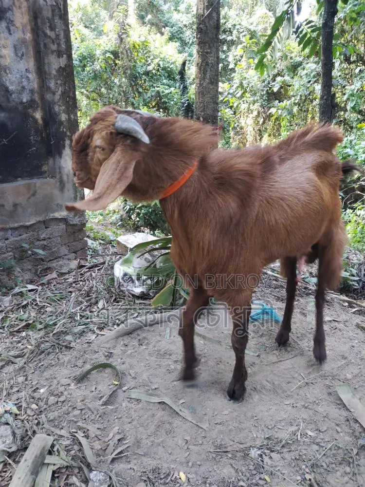 পাঠা ছাগল বিক্রি করা হবে
