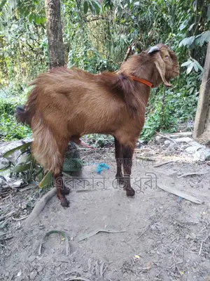পাঠা ছাগল বিক্রি করা হবে