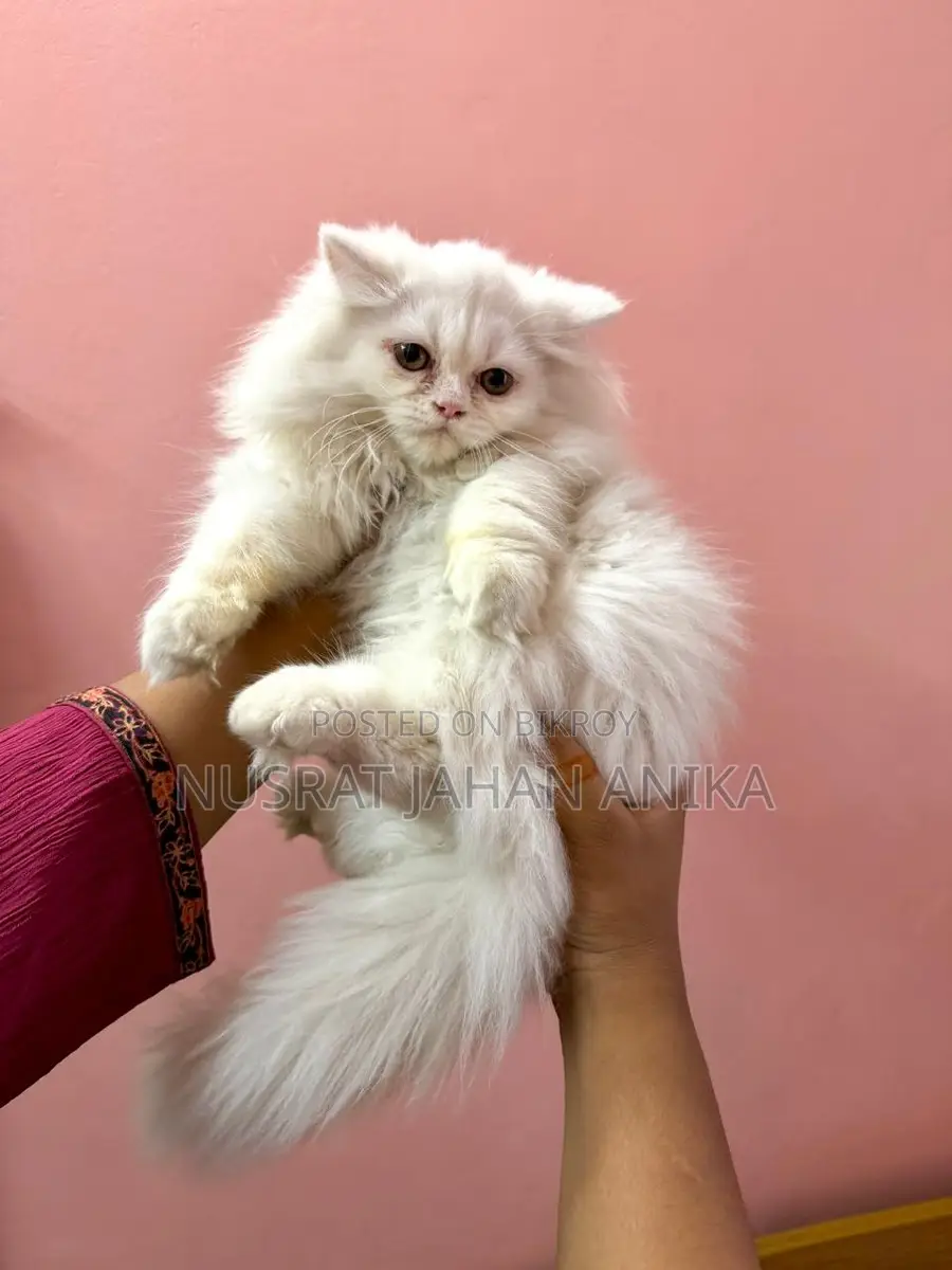 ট্র্যাডিশনাল পার্সিয়ান বিড়ালছানা