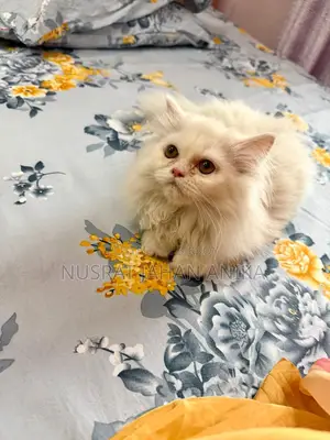 ট্র্যাডিশনাল পার্সিয়ান বিড়ালছানা