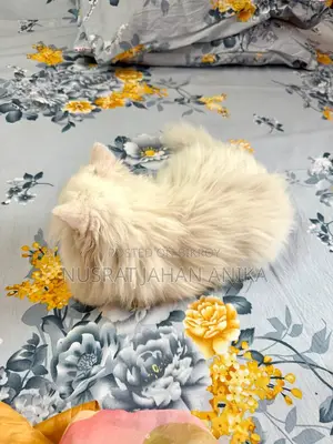 ট্র্যাডিশনাল পার্সিয়ান বিড়ালছানা
