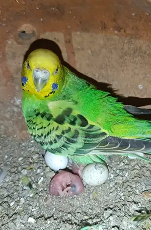 Budgerigar Birds