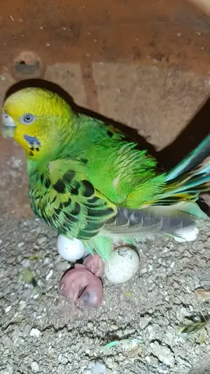 Budgerigar Birds