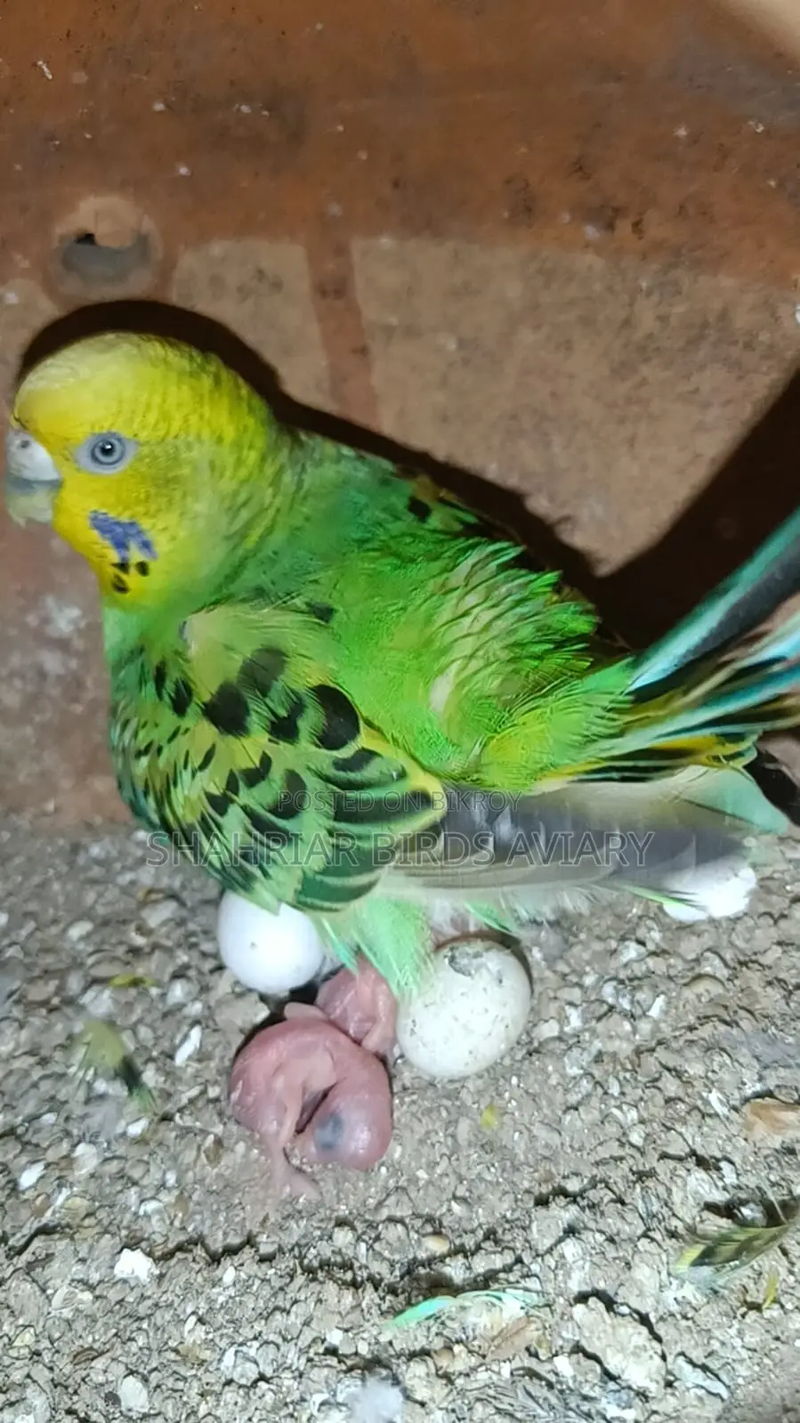 Budgerigar Birds