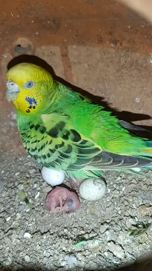 Budgerigar Birds