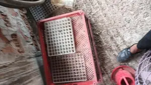 ইনকুবেটর
