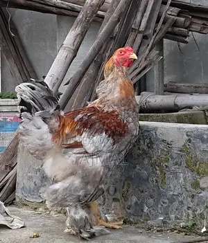 Brahma Morog