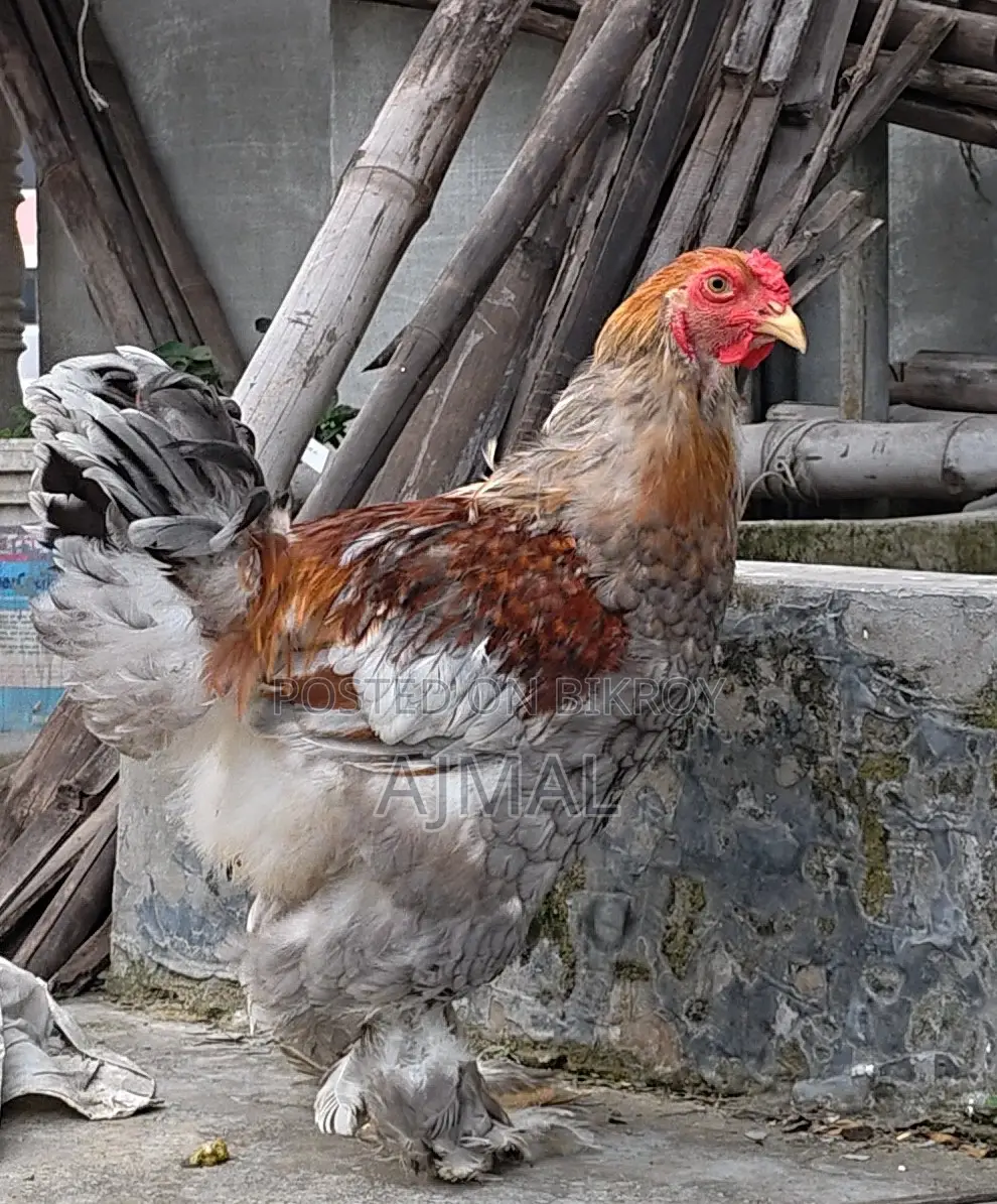 Brahma Morog