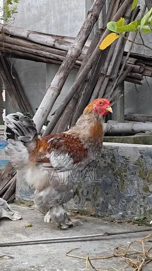Brahma Morog