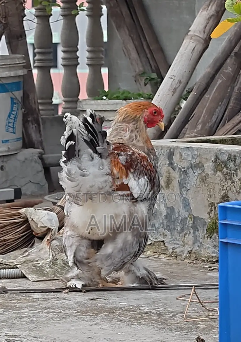Brahma Morog