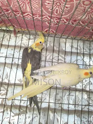 2 pieces of big size running female Cockatiel birds for sale 🐦🐦