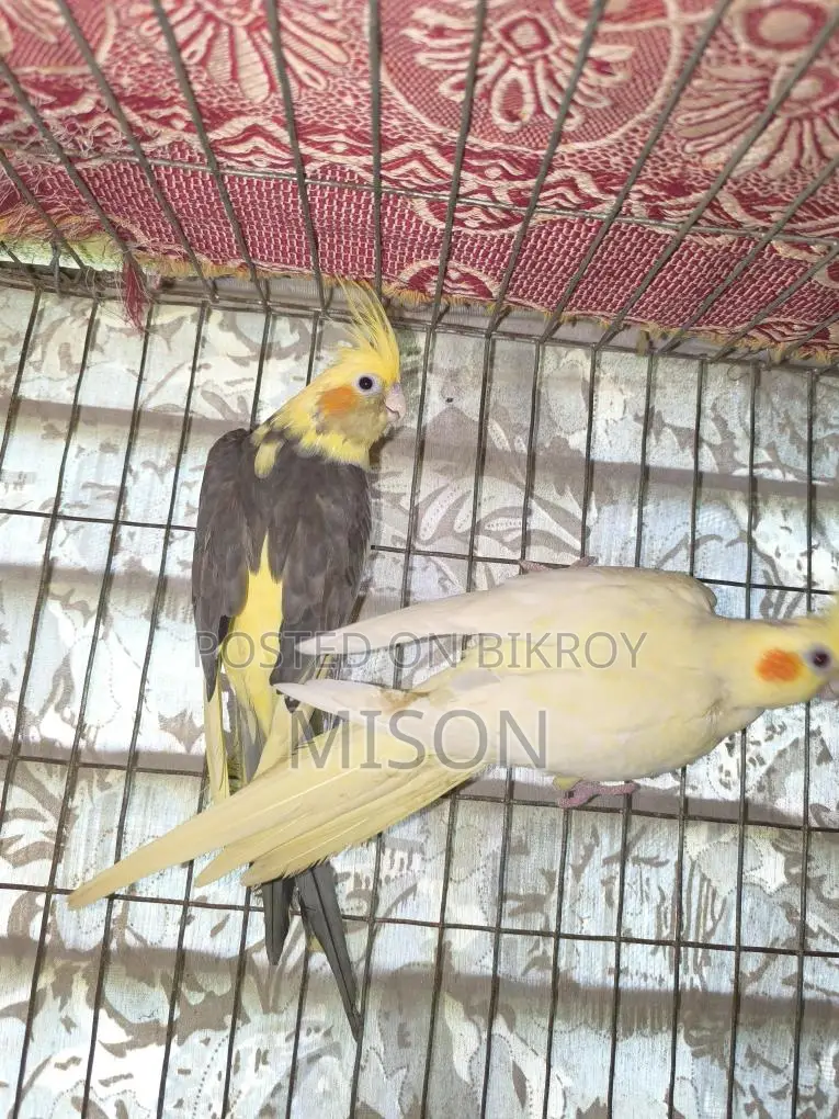 2 pieces of big size running female Cockatiel birds for sale 🐦🐦
