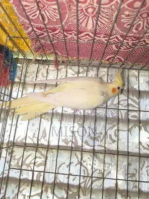 2 pieces of big size running female Cockatiel birds for sale 🐦🐦