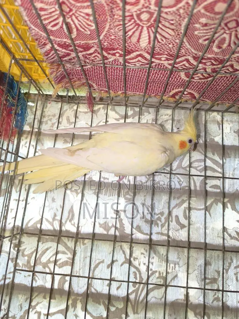 2 pieces of big size running female Cockatiel birds for sale 🐦🐦