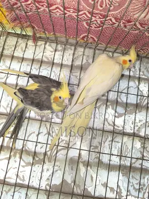 2 pieces of big size running female Cockatiel birds for sale 🐦🐦