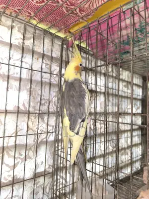 2 pieces of big size running female Cockatiel birds for sale 🐦🐦